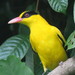 Black-naped Oriole - Photo (c) Soh Kam Yung, some rights reserved (CC BY-NC), uploaded by Soh Kam Yung