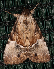 Alophosoma emmelopis