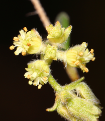 Xanthosia ciliata