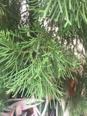 Juniperus chinensis