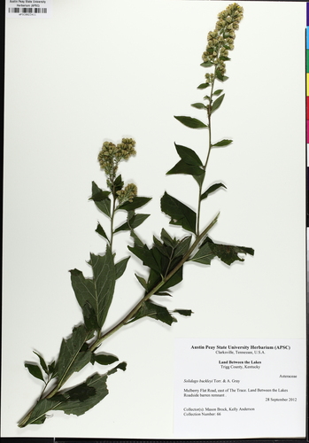 Solidago buckleyi, photograph 3
