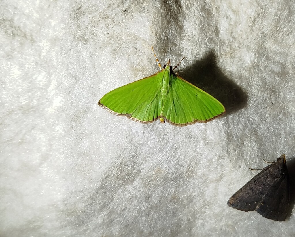 Parotis ankaratralis