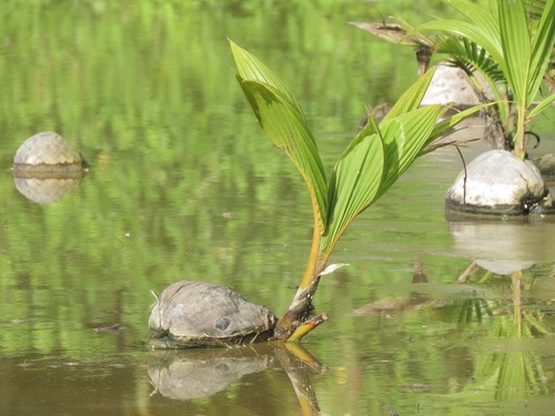 Cocos nucifera
