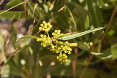 Bupleurum gibraltaricum
