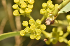 Bupleurum gibraltaricum
