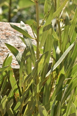 Bupleurum gibraltaricum