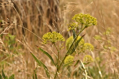 Bupleurum gibraltaricum