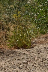 Bupleurum gibraltaricum