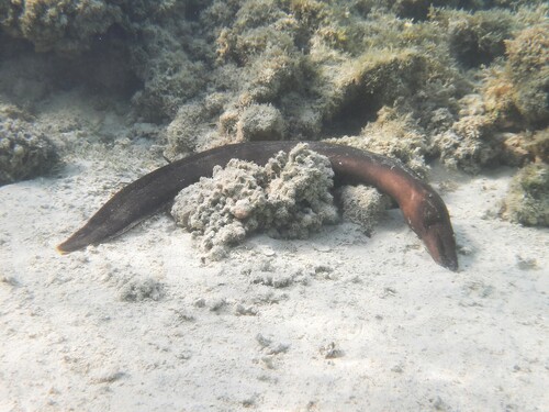 Plain Moray — seen at this dive site