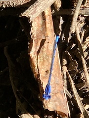Argia elongata