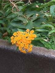 Lantana