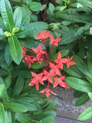 Ixora