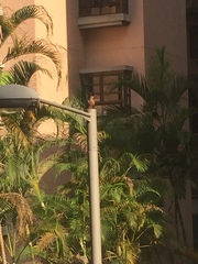 Streptopelia chinensis