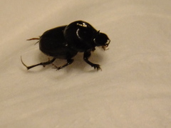 Onthophagini