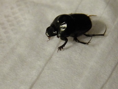 Onthophagini