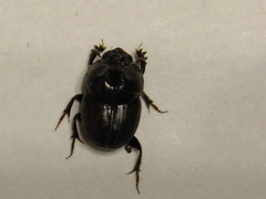Onthophagini