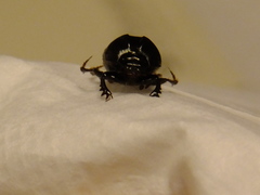 Onthophagini