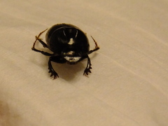 Onthophagini