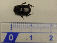 Onthophagini