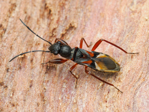 Daerlac cephalotes (Dallas, 1852)