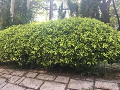 Tracheophyta