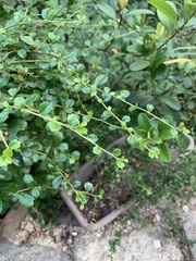 Magnoliopsida