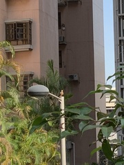 Streptopelia chinensis