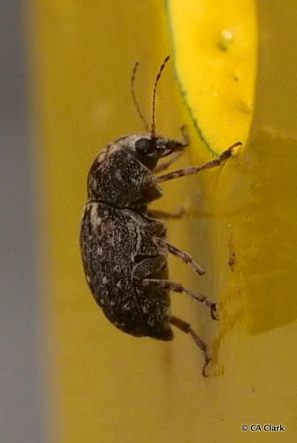 Araecerus fasciculatus observed 2019-10-13