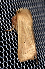 Leucania abdominalis