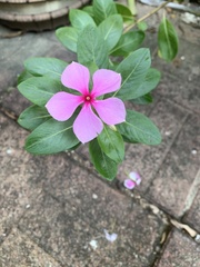 Catharanthus roseus