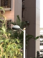 Streptopelia chinensis