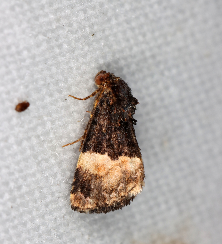 Pyripnoa pyraspis
