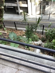 Dracaena reflexa angustifolia