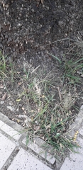 Poaceae