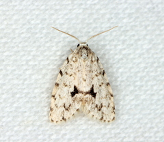 Thallarcha macilenta