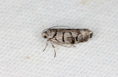 Lichenaula onychodes