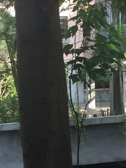 Broussonetia papyrifera