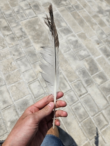Plume de Goéland leucophée