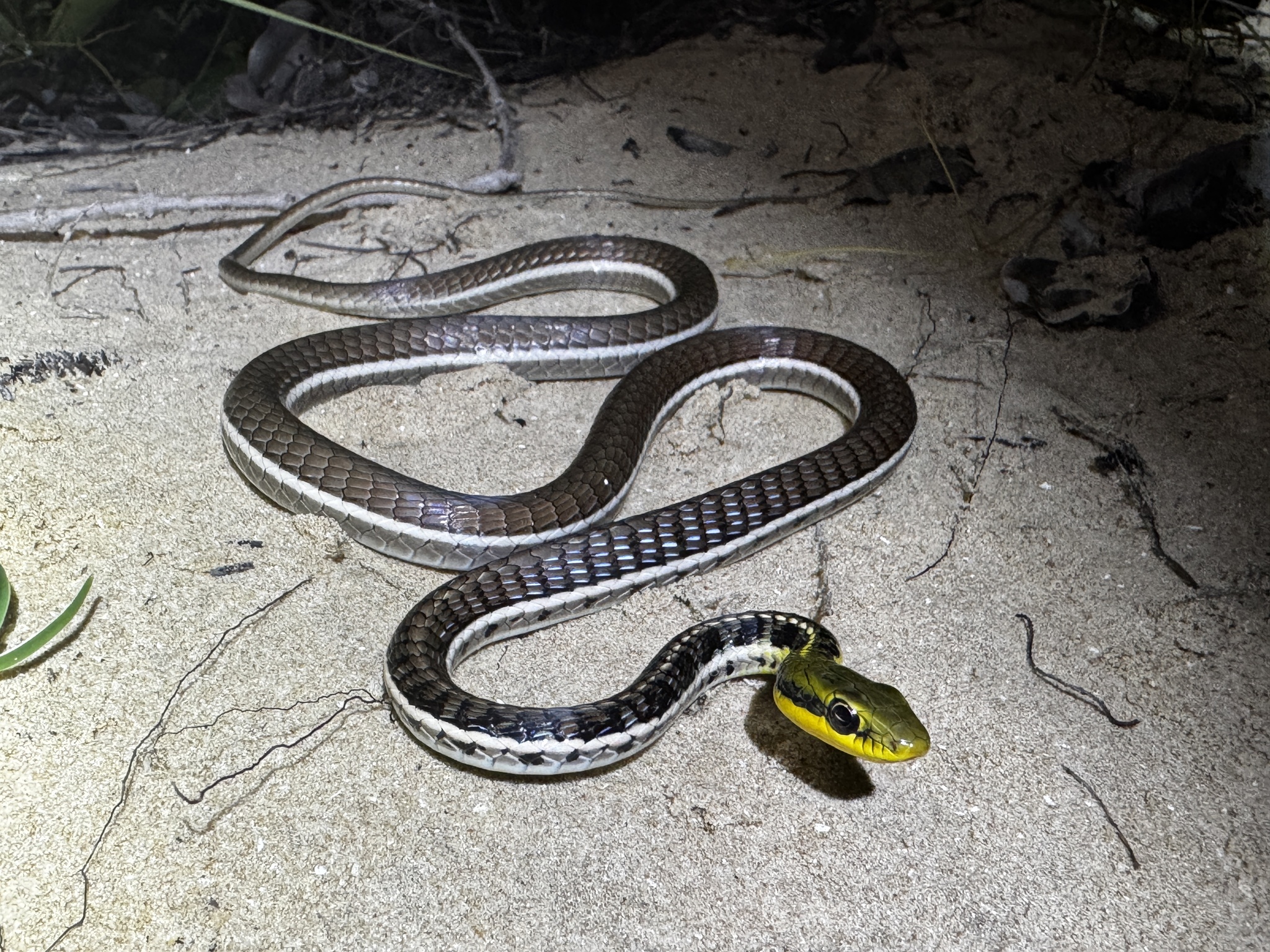 Binh's Bronzeback Snake