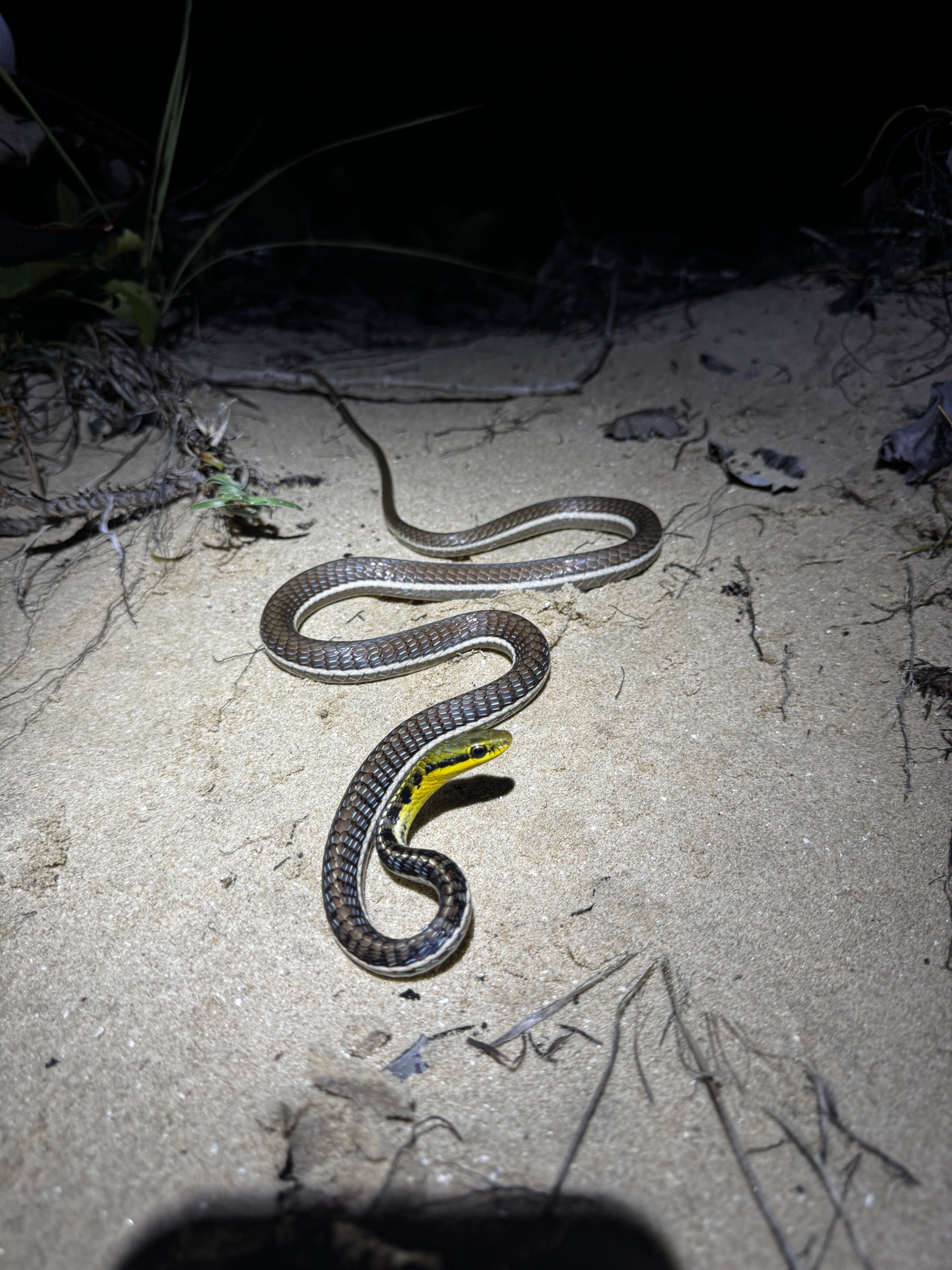 Binh's Bronzeback Snake photo 2
