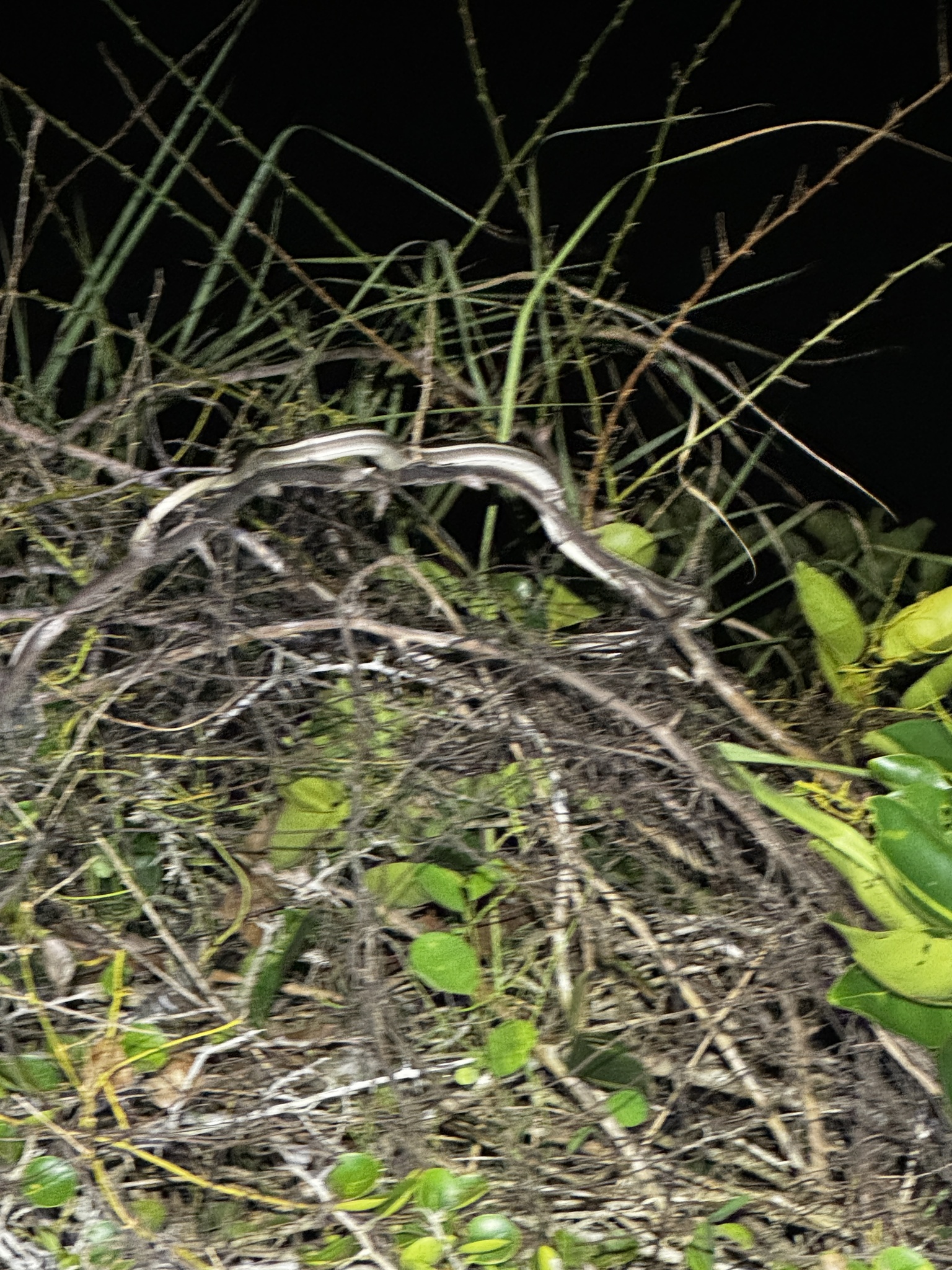 Binh's Bronzeback Snake photo 3