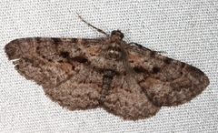 Boarmia suasaria