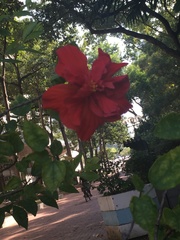 Hibiscus