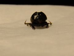 Onthophagini