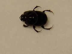 Onthophagini