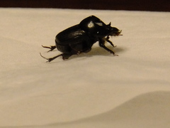 Onthophagini