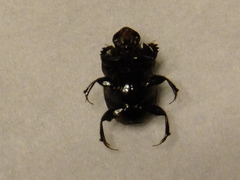 Onthophagini