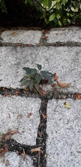 Magnoliopsida