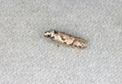 Oxythecta hieroglyphica