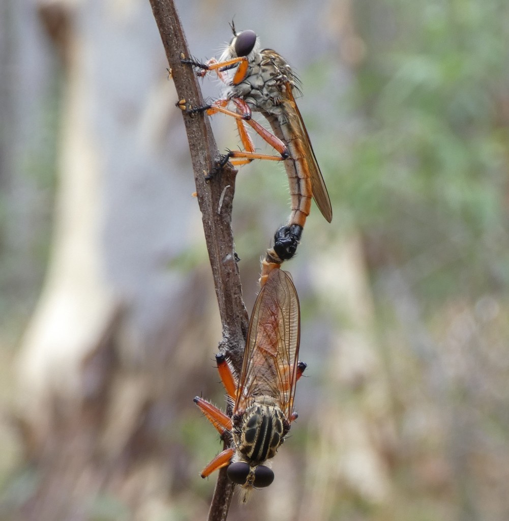 Zosteria punicea
